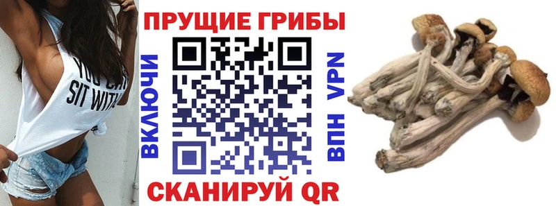 Псилоцибиновые грибы MAGIC MUSHROOMS  площадка состав  Сегежа  где можно купить наркотик 